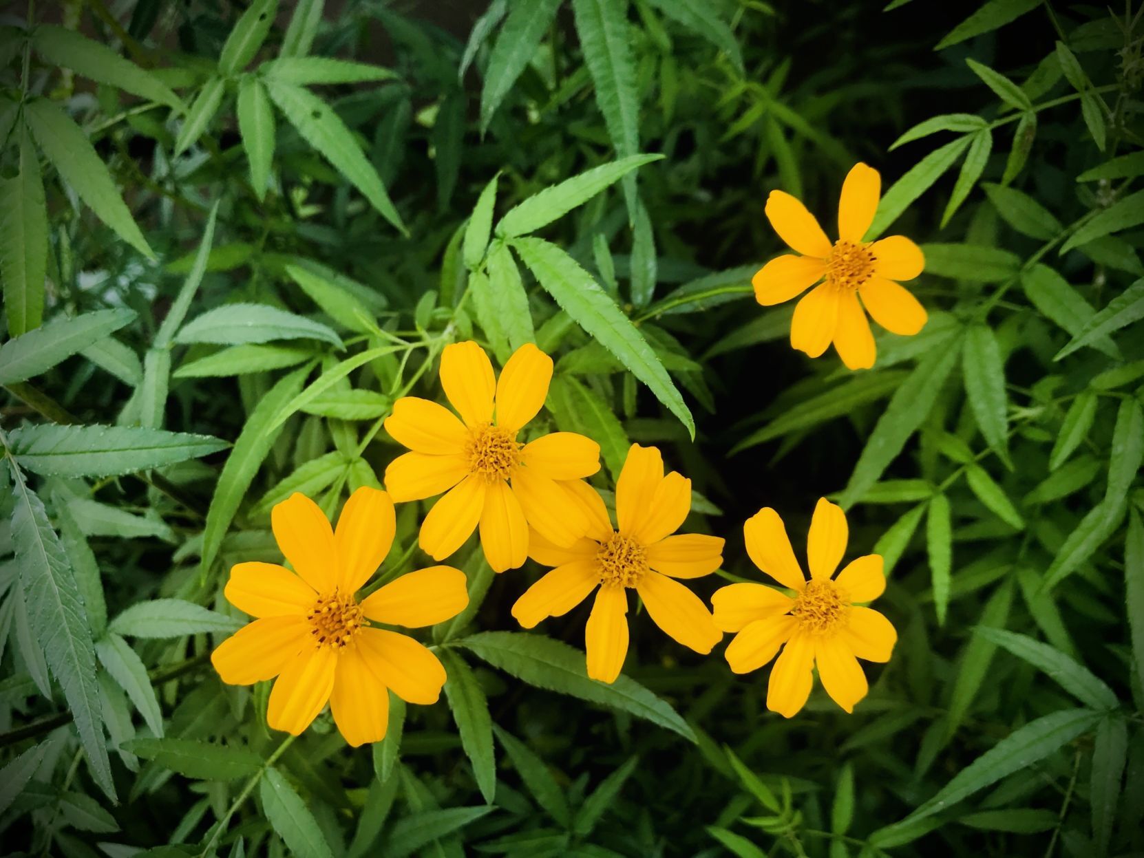 Master Gardener of Napa County: The Lemmons' Mexican marigold